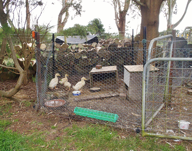 duckling section of duck pen