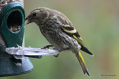 Siskin