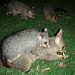 Emilie & possums in Treasury Gardens