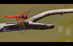 Male Cardinal Meadowawk Dragonfly!