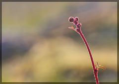 Woodland Star Bud Waving Hello