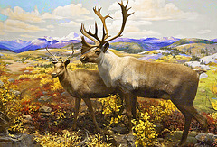 Caribou Diorama – Carnegie Museum of Natural History, Pittsburgh, Pennsylvania