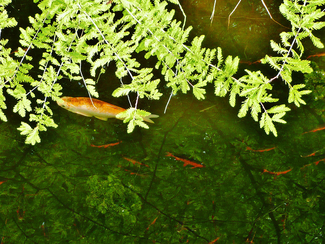 fish at r.h.s.hyde hall