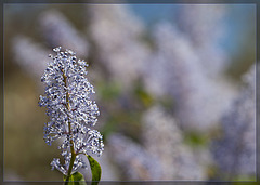 Wild Lilac: The 124th Flower of Spring & Summer! (2 more pix belos)