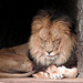 A visit to Artis (Amsterdam zoo): lion