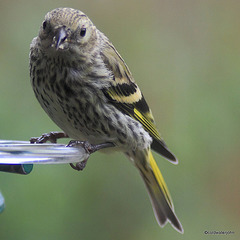 Siskin