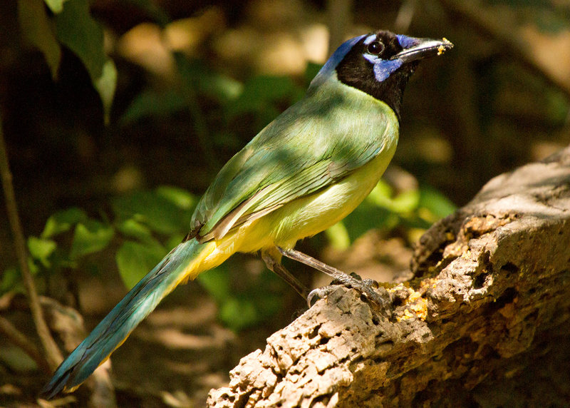 Green Jay