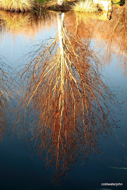 Afternoon  reflections