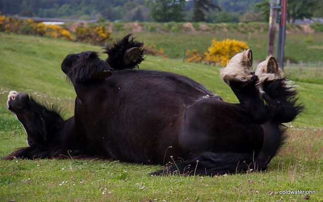 Nothing beats a good scratch...