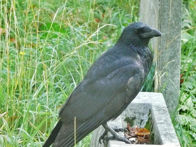 brompton cemetery, london,crow on a tombstone