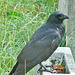 brompton cemetery, london,crow on a tombstone