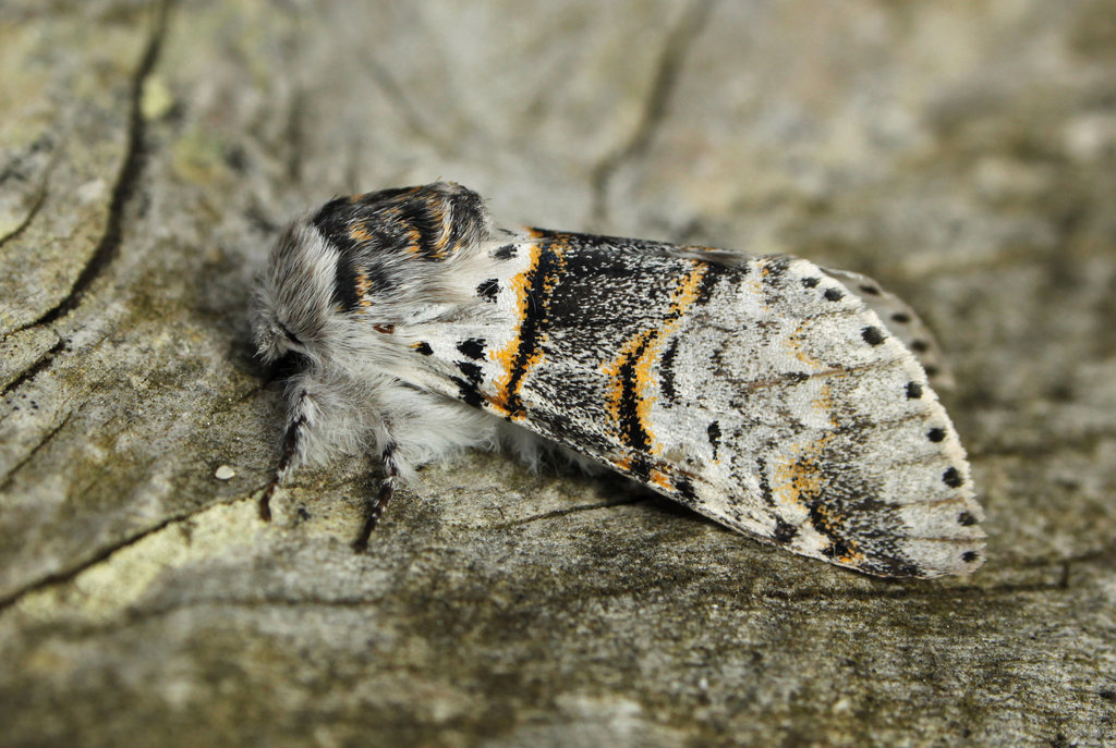Poplar Kitten