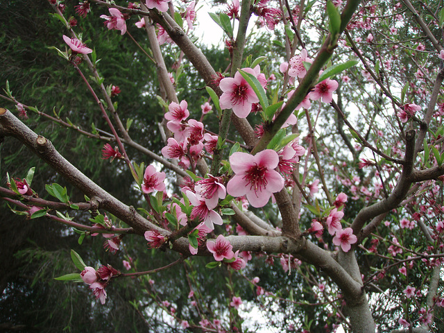 spring in our garden