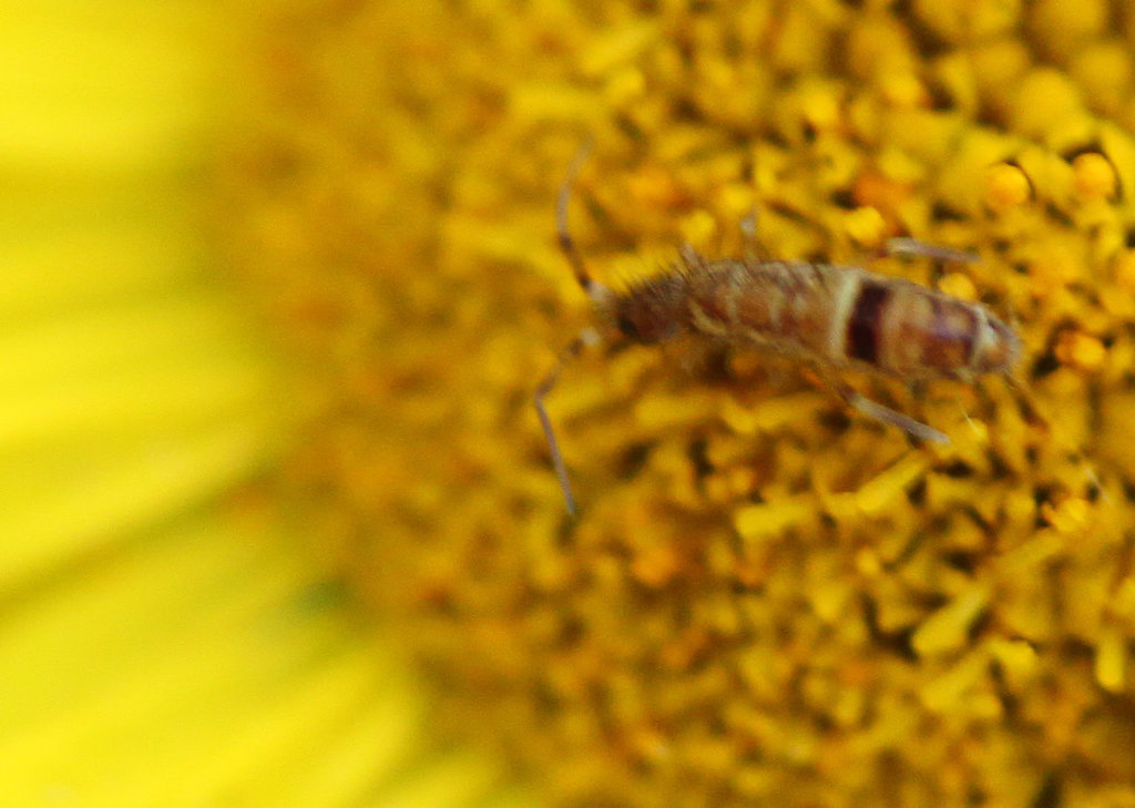 Springtail of sorts...