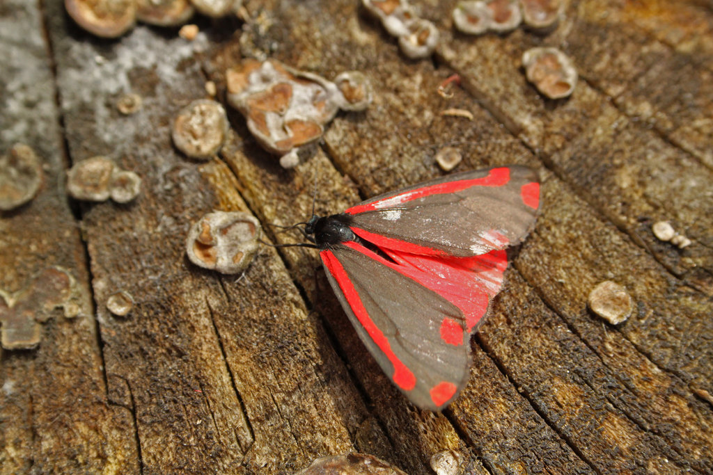 Cinnabar Moth