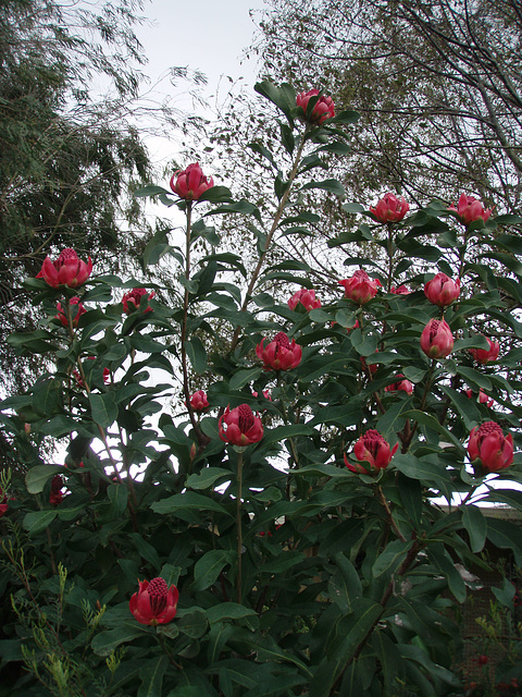 spring in our garden