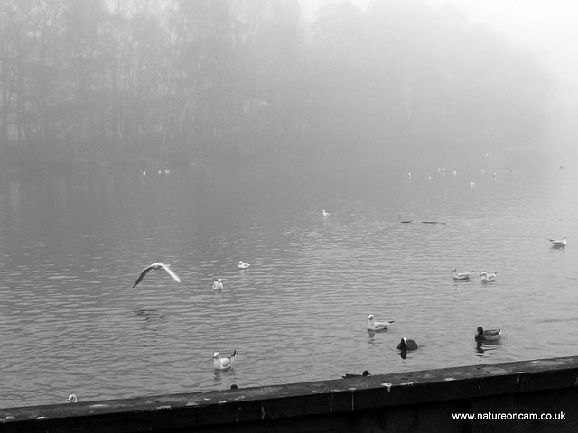 Duck pond in B&W