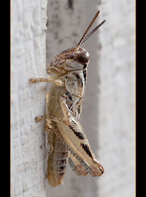 Short-Horned Grasshopper on the Wall