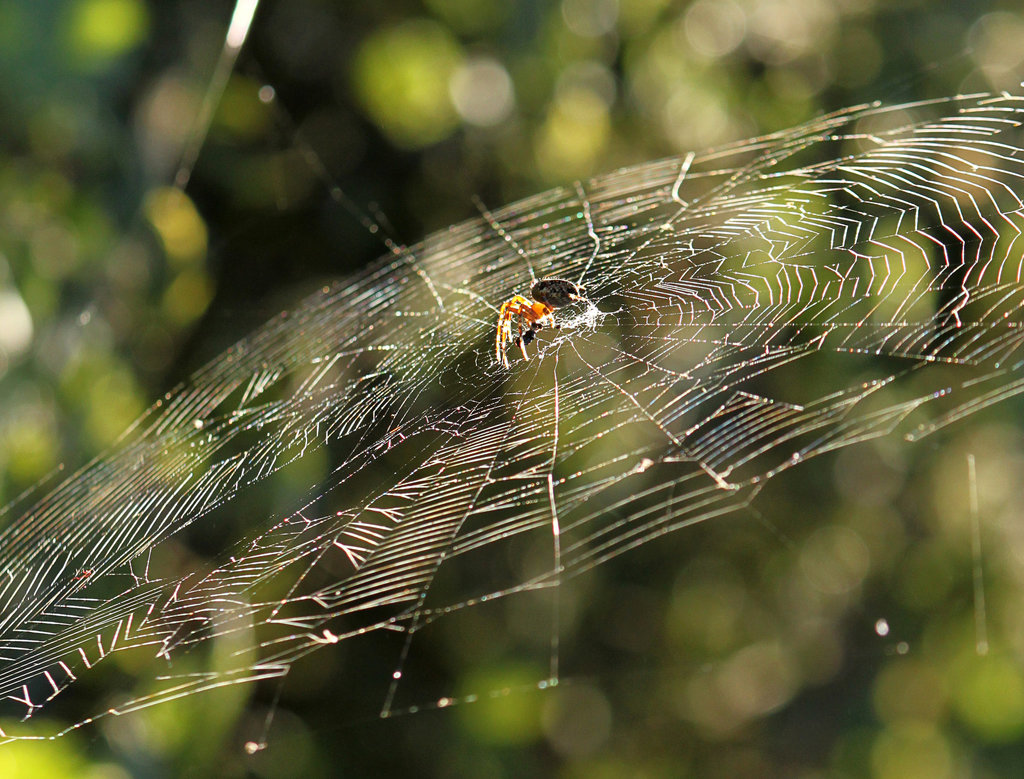 Orb Web