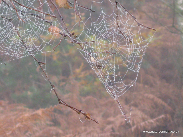 Cobwebs4