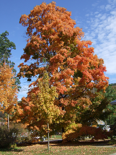 Bob's Tree