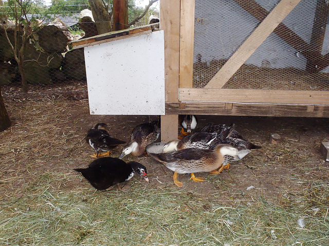 Muscovy ducklings at 6 weeks
