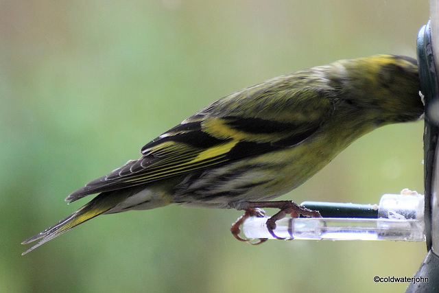 Siskin