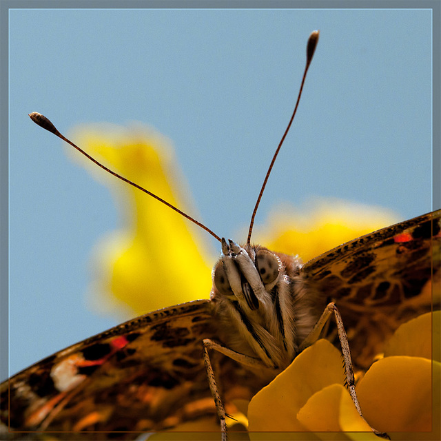 Painted Lady Butterfly from Below Close-Up