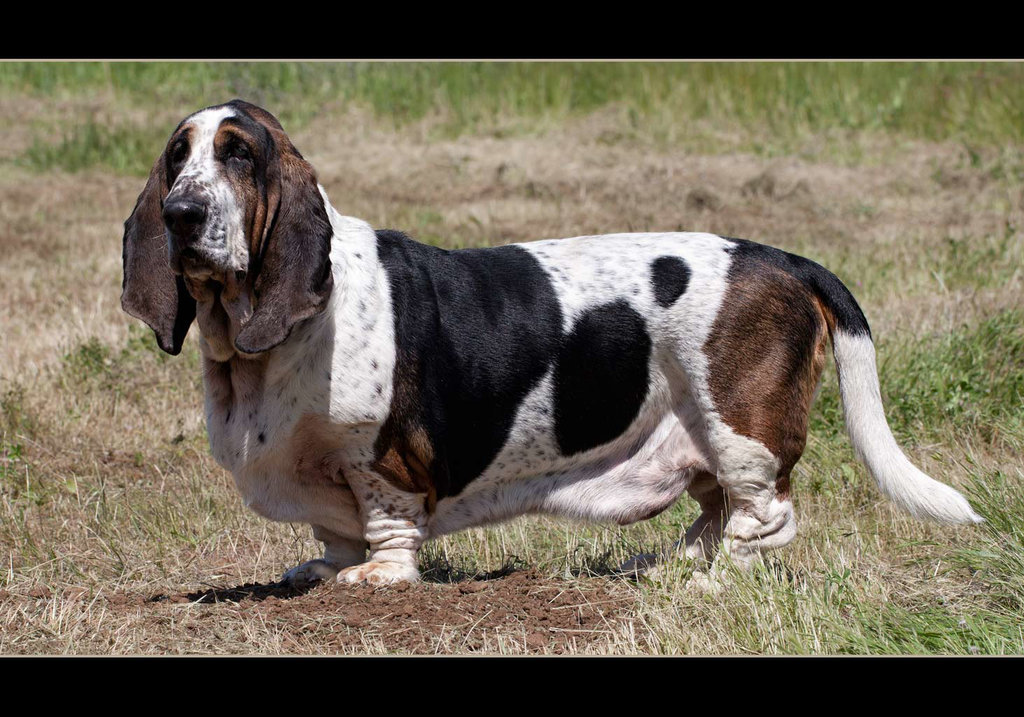 Moosie, Our Beautiful Basset Hound