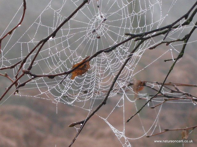 Cobwebs2