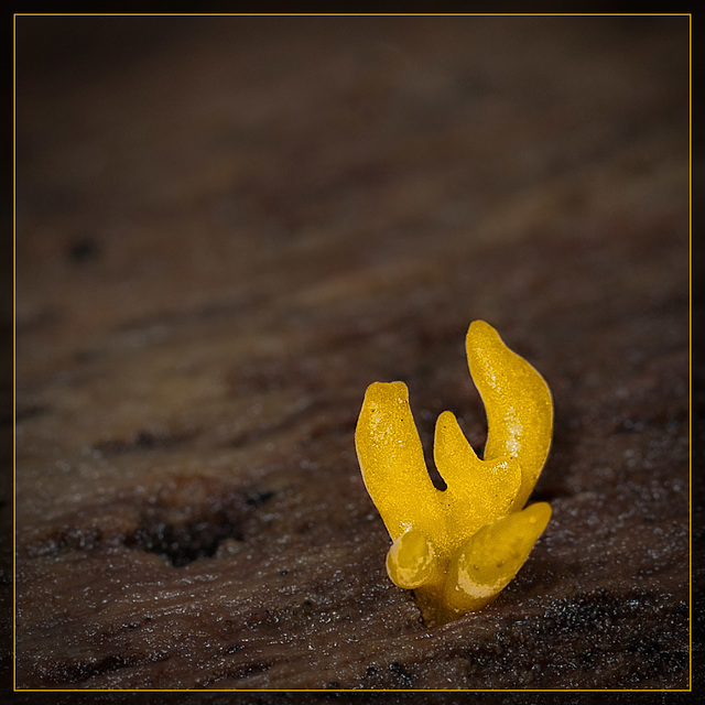 Cute Little Orange Jelly Fungus