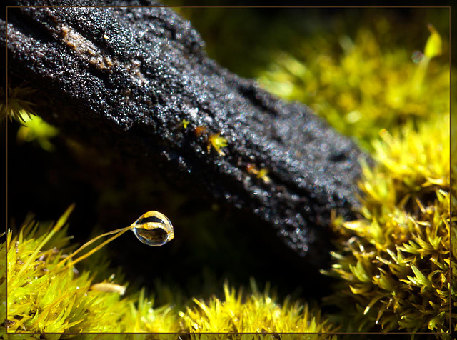 Pair of Sporophytes Sharing a Droplet