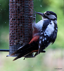 Morning visitor