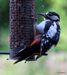 Morning visitor