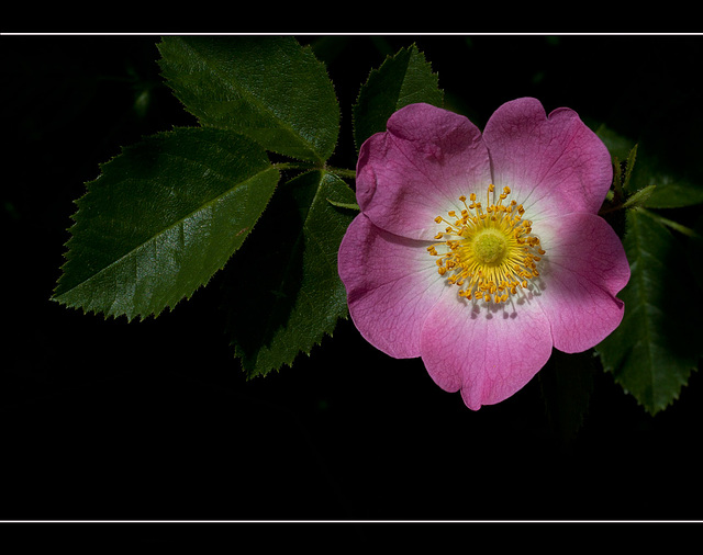 Wood Rose: The 121st Flower of Spring & Summer!