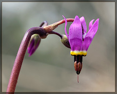 Henderson's Shooting Star