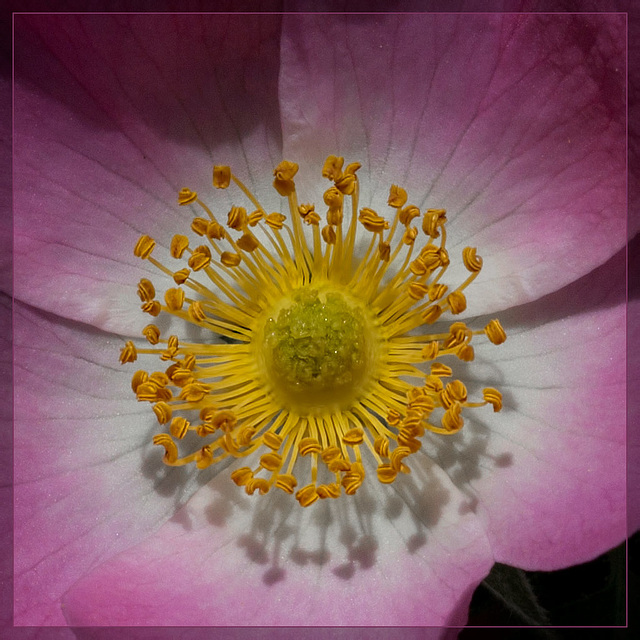 Wood Rose Close-Up