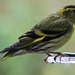 Siskin