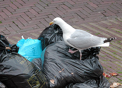 Sea-gull looking for food on the weekly market in Leiden