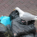 Sea-gull looking for food on the weekly market in Leiden