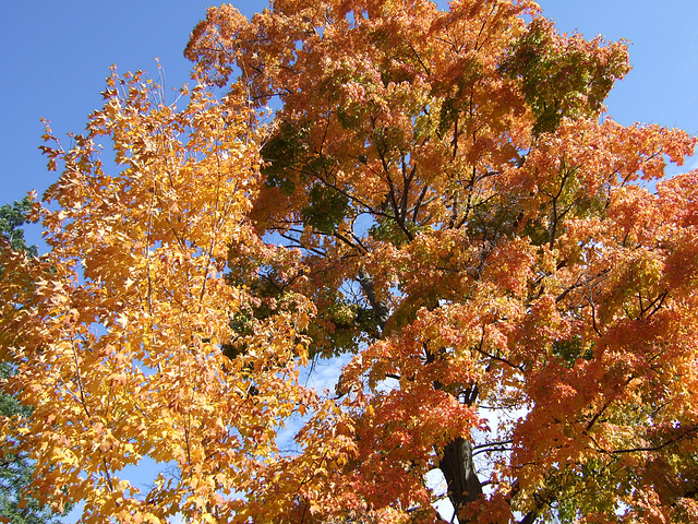 Fall in Bristol