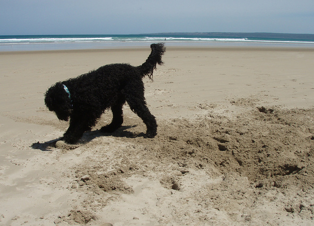 Fonzie digging in the sand