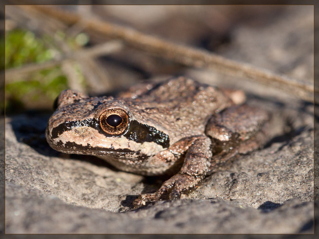 Pacific Tree Frog at the Rogue River