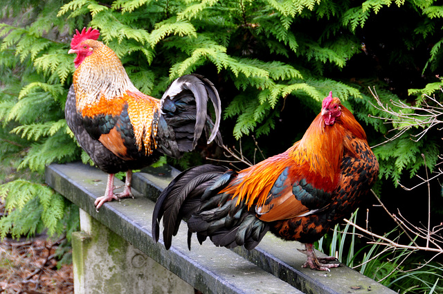 Roosters like to sit on a bench