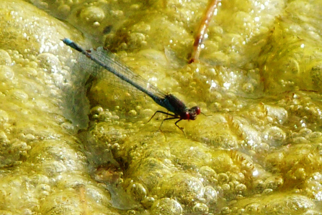 dragonfly by pond at r.h.s. hyde hall