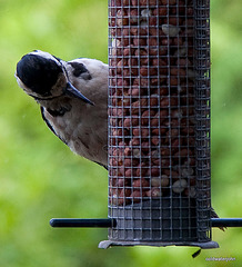 Morning visitor