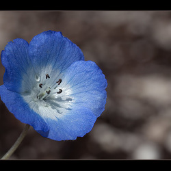 107/365: "Blue thou art, intensely blue; Flower, whence came thy dazzling hue?" ~ James Montgomery 107/365: "Blue thou art, intensely blue; Flower, whence came thy dazzling hue?" ~ James Montgomery