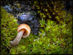Tiny Mushroom, So Shy!