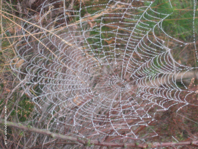 Cobwebs1