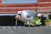 Seagull eating something indeterminable